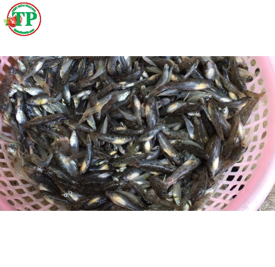 Bống Dừa Nhỏ 