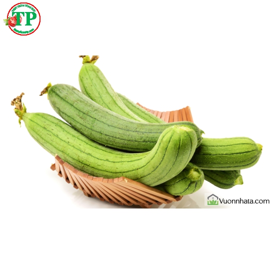 Mướp Trái 