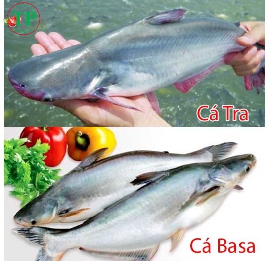 Pasa, Cá Tra 
